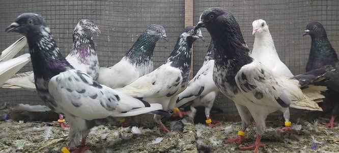 Kasoori Taddi Haray Lakhy Joro walay kabotar for sale.
