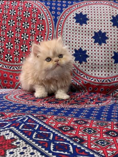 Persian kitten for sale