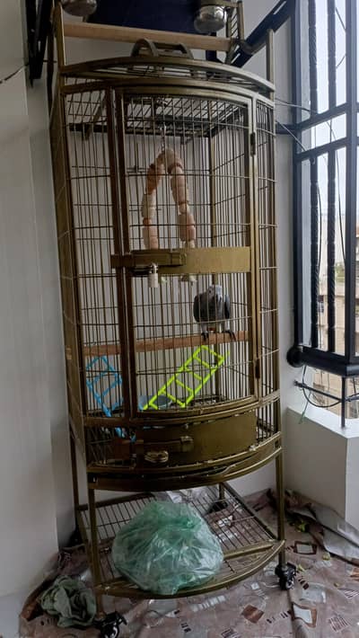 Grey Parrot