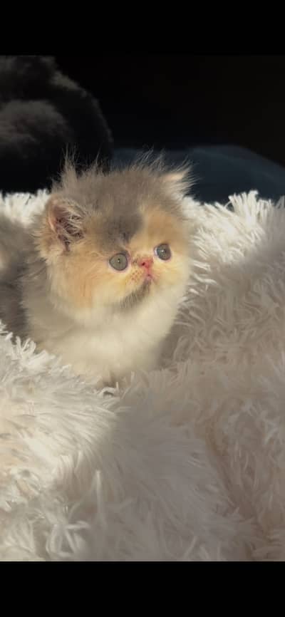 HIGH CLASS PEKE CFA LINE KITTENS.
