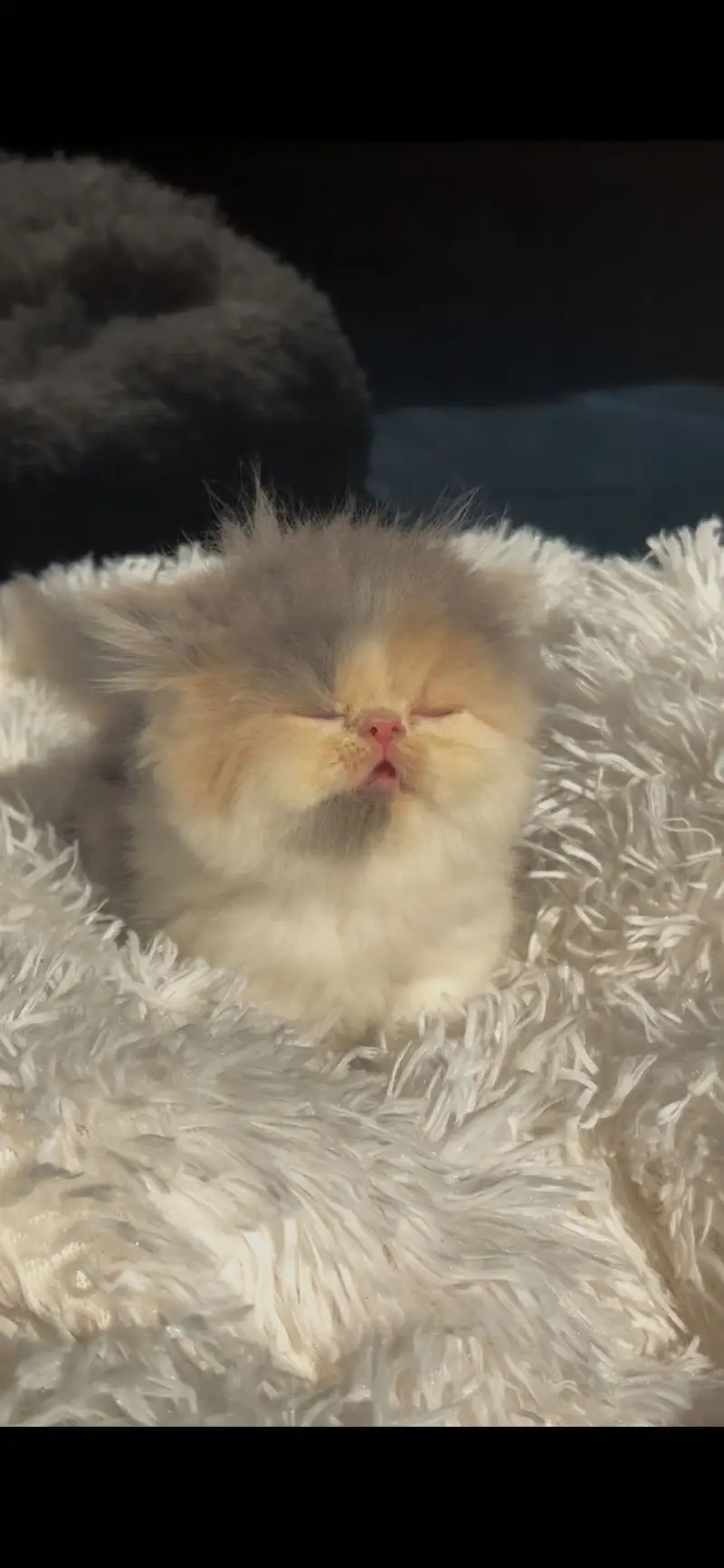 HIGH CLASS PEKE/peki/piki CFA LINE KITTENS. — photo 2