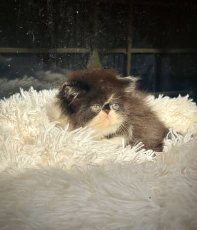 HIGH CLASS PEKE/peki/piki CFA LINE KITTENS.