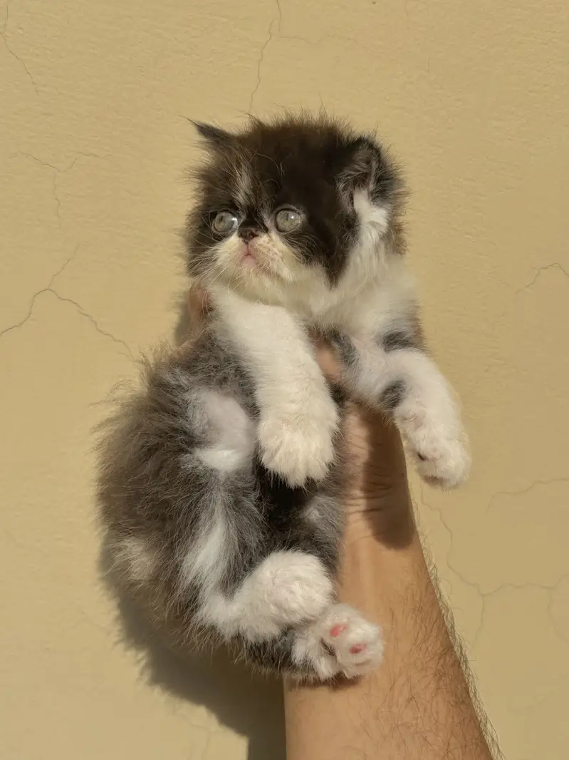 HIGH CLASS PEKE/peki/piki CFA LINE KITTENS. — photo 5