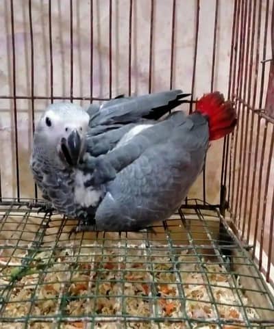 African grey parrot chicks for sale contact 03714174379