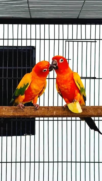 Sun Conure