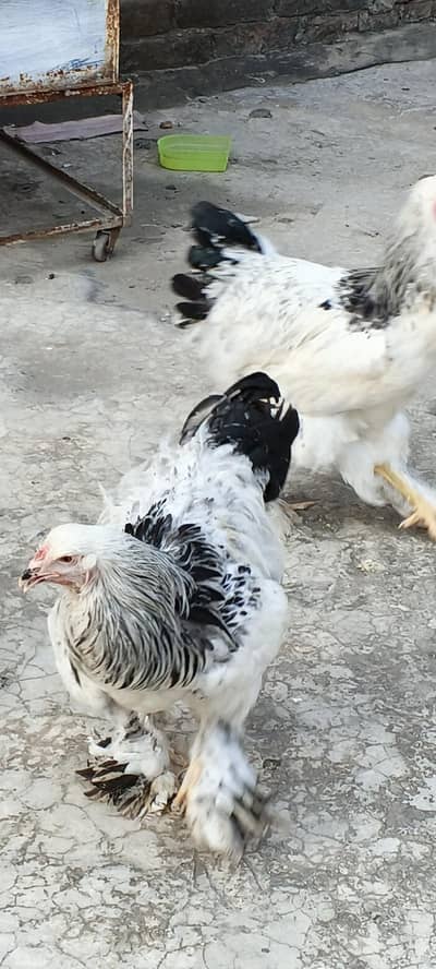 brahma hen 03124381493 at video