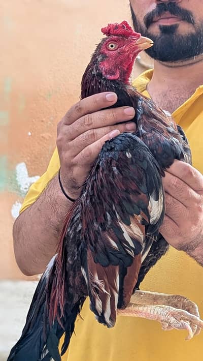 Aseel Amhroa