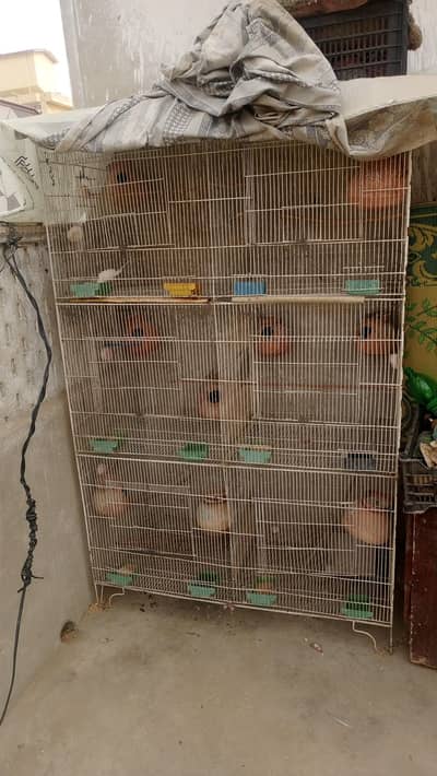 6 potion cage