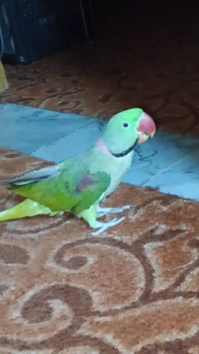 Raw parrot