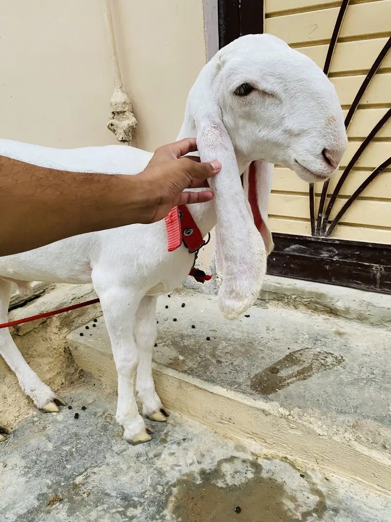 Larkana gulabi dumba — photo 3