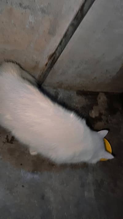 pasion cat for sale