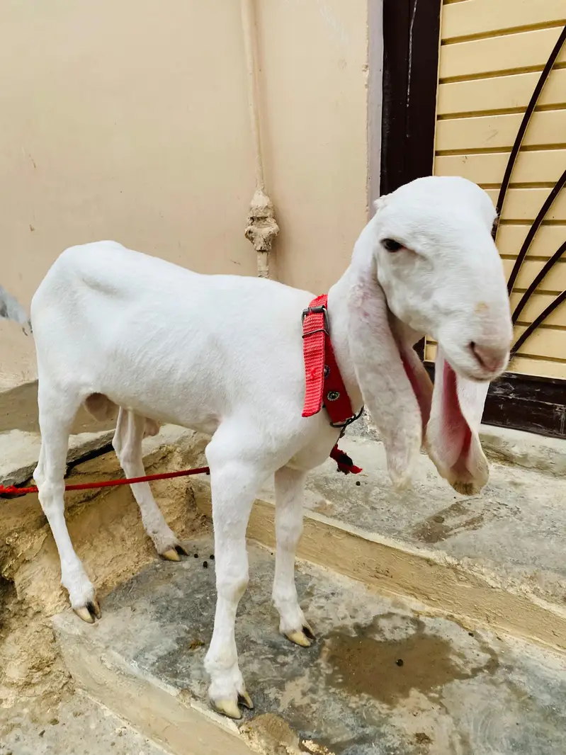 gulabi dumba larkana ka — photo 2