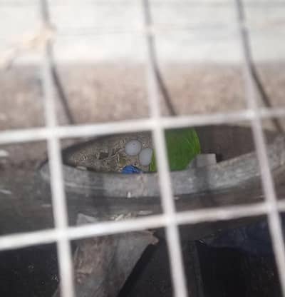 lorry Breeder Pair On fertile eggs