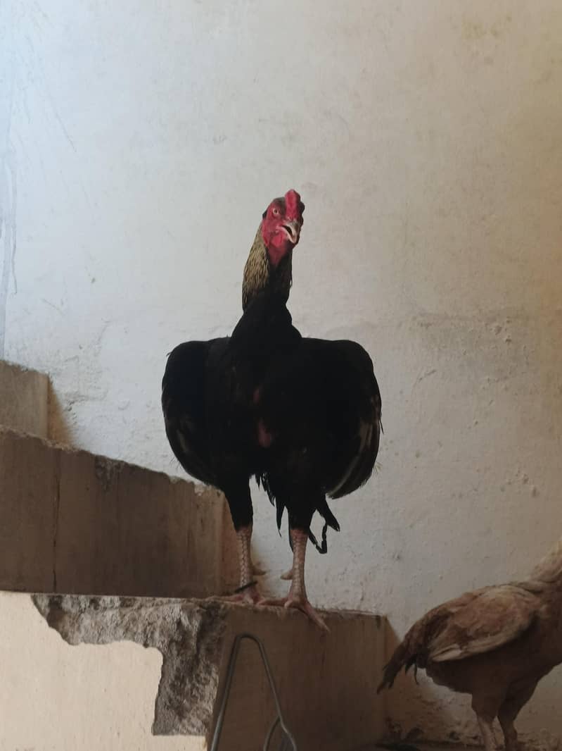 Asee black javaa may shamo height ka murga 0