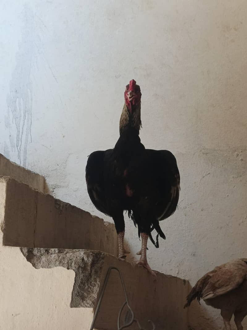 Asee black javaa may shamo height ka murga 1