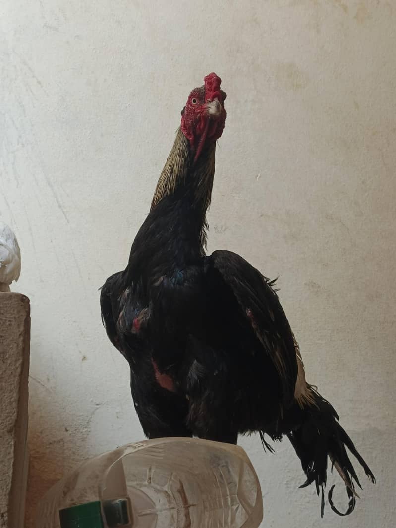 Asee black javaa may shamo height ka murga 2