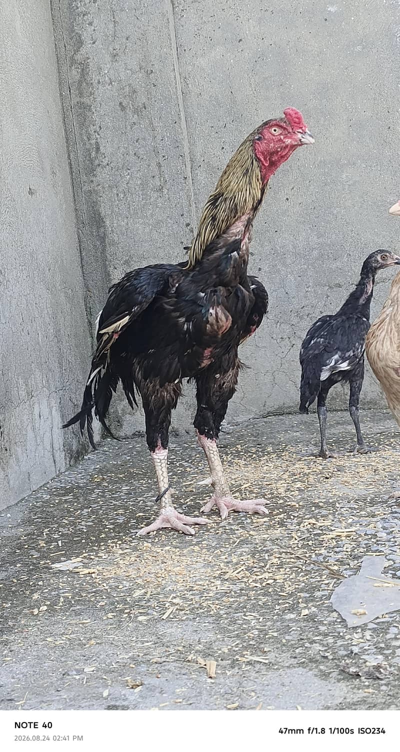 Asee black javaa may shamo height ka murga 3