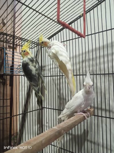 cocktails and cage