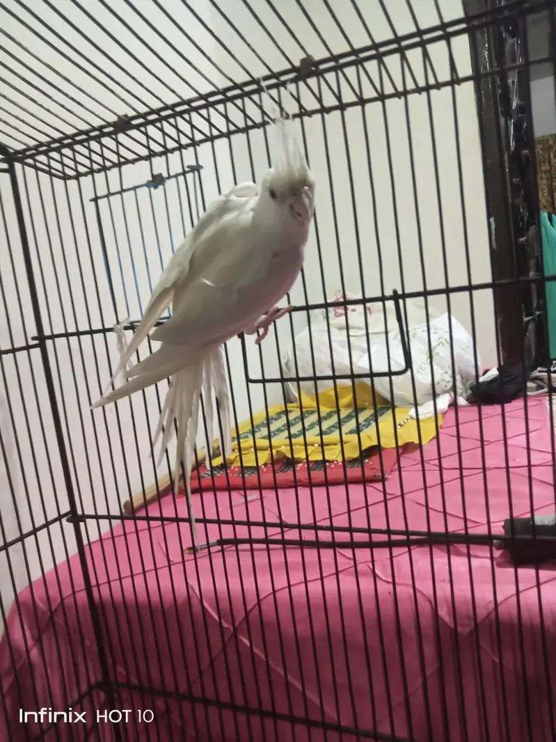 cocktails and cage — photo 2