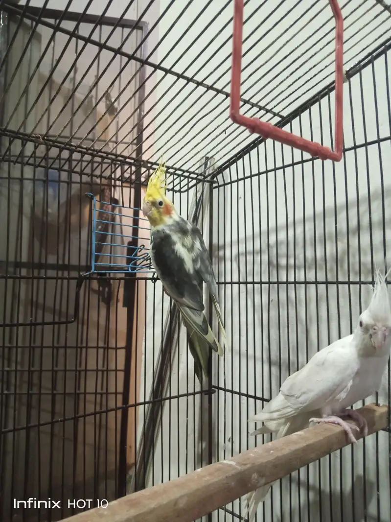cocktails and cage — photo 3