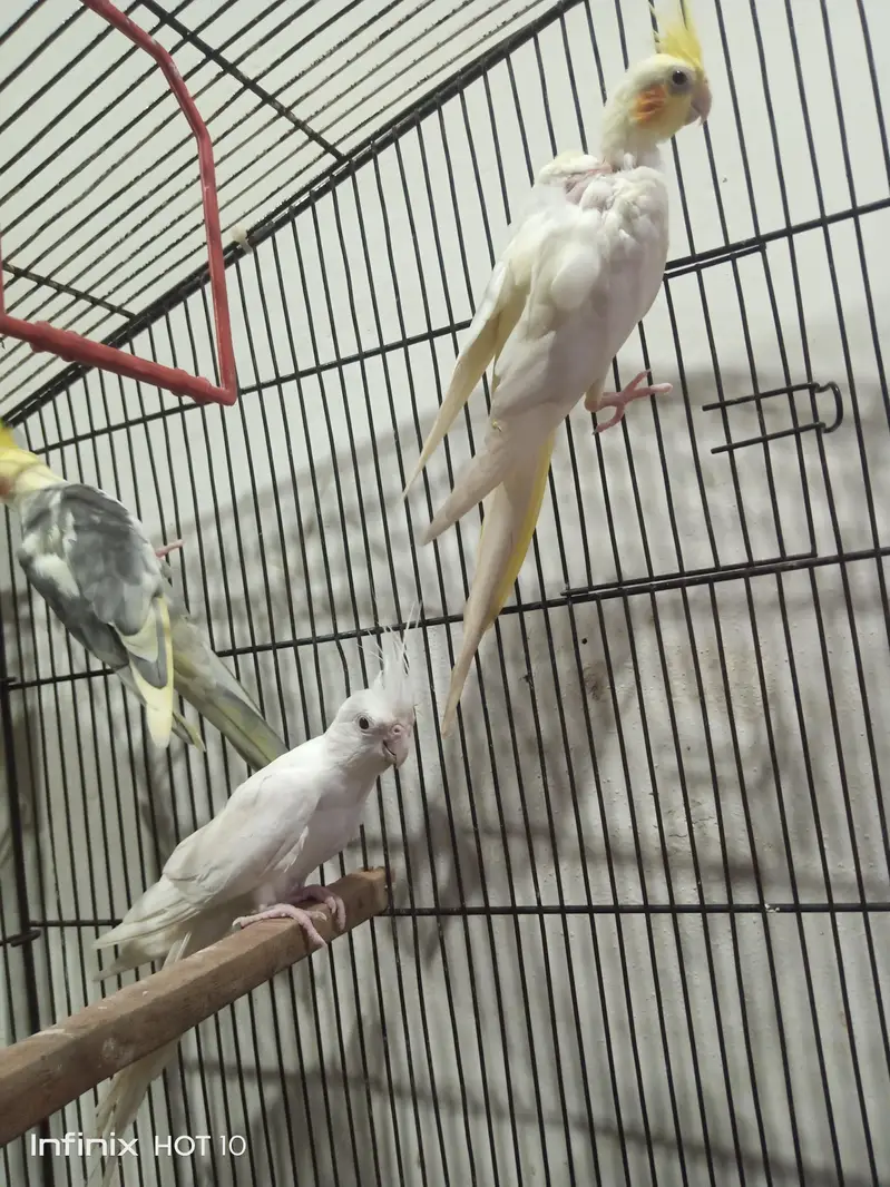 cocktails and cage — photo 4