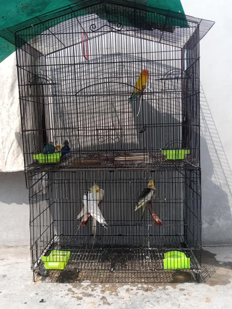 cocktails and cage — photo 5