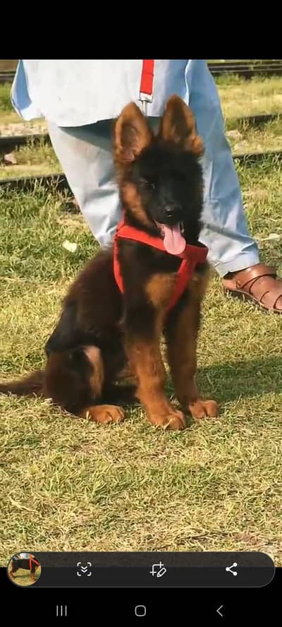 German shepherd 2double coat vaccinated