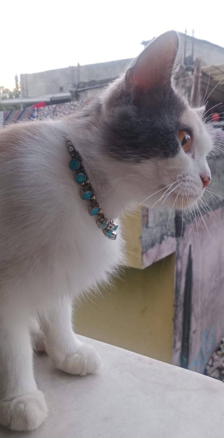 American cat 0