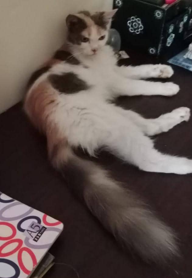 American cat 1