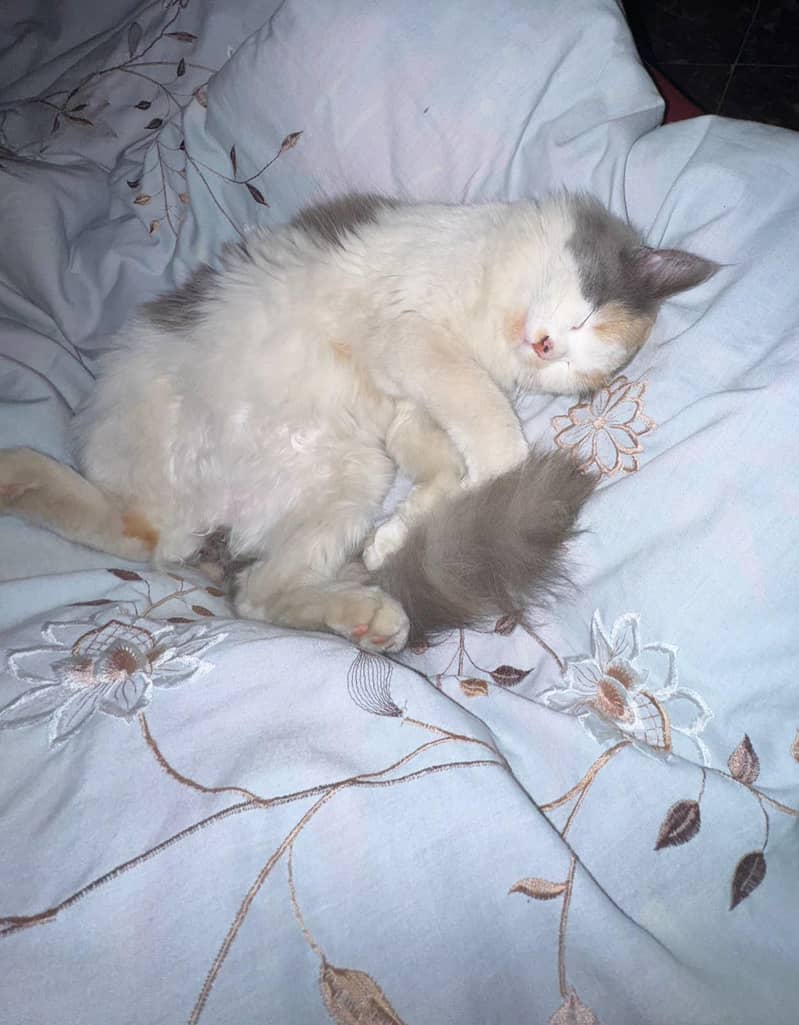 American cat 2