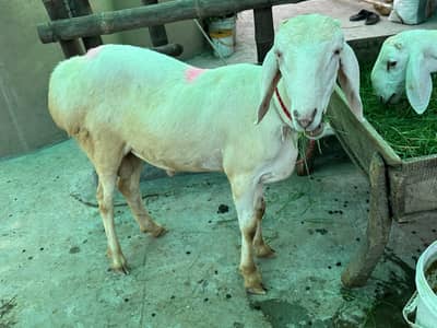 Turkey Dumbay for sale
