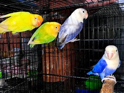 LoveBird For Sale in reasonable Price