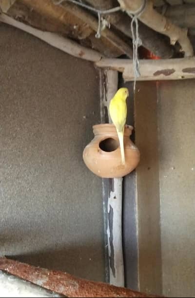Budgies