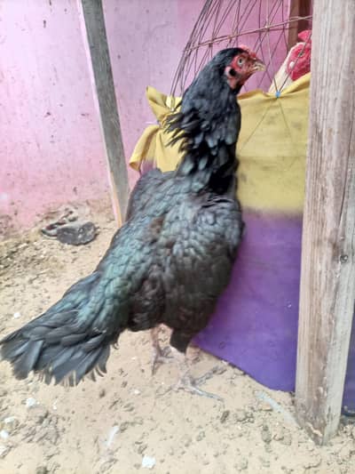 hi quality king size black hen