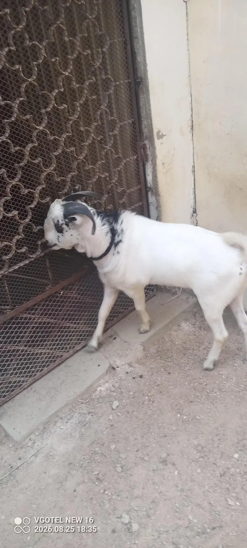 Teddy zero saiz kodu two teeth full active health — photo 3