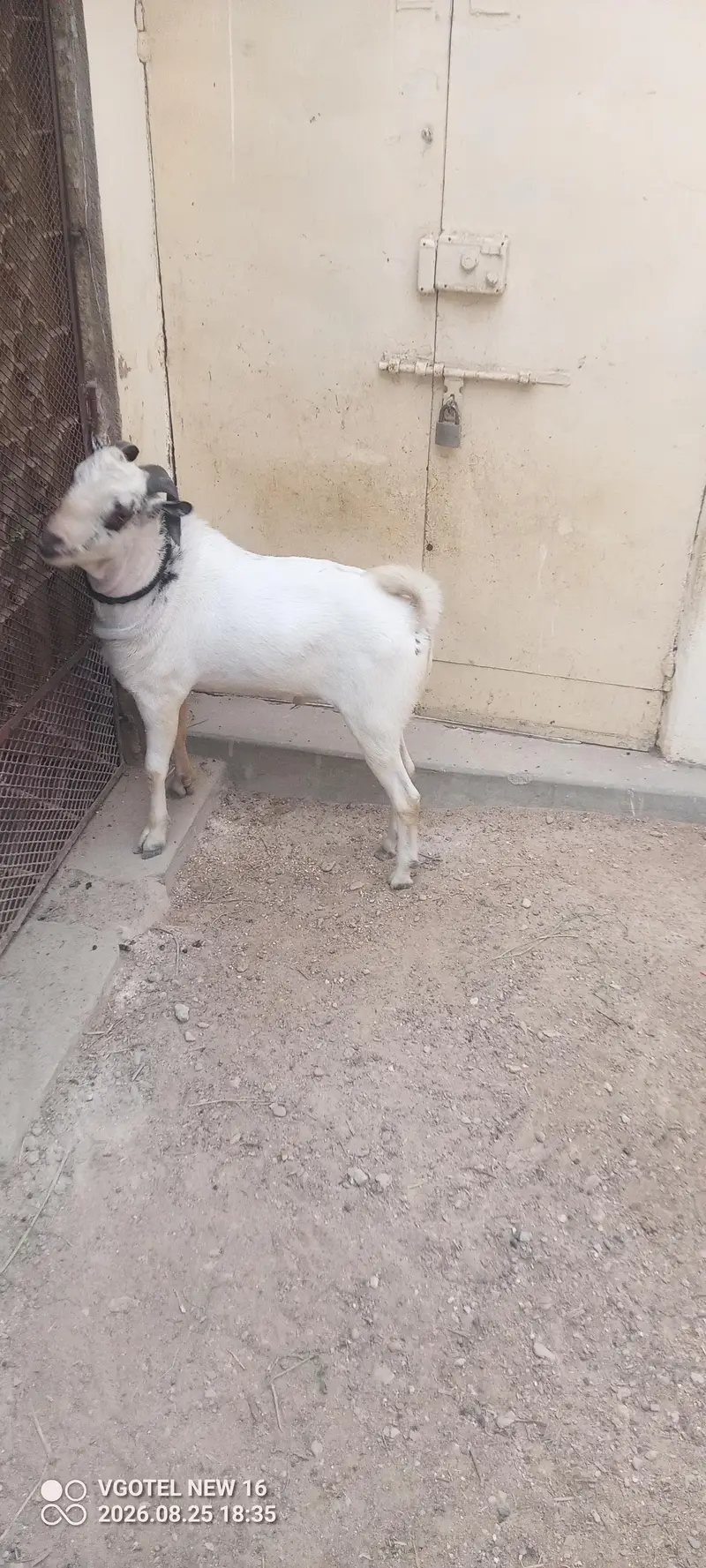 Teddy zero saiz kodu two teeth full active health — photo 5