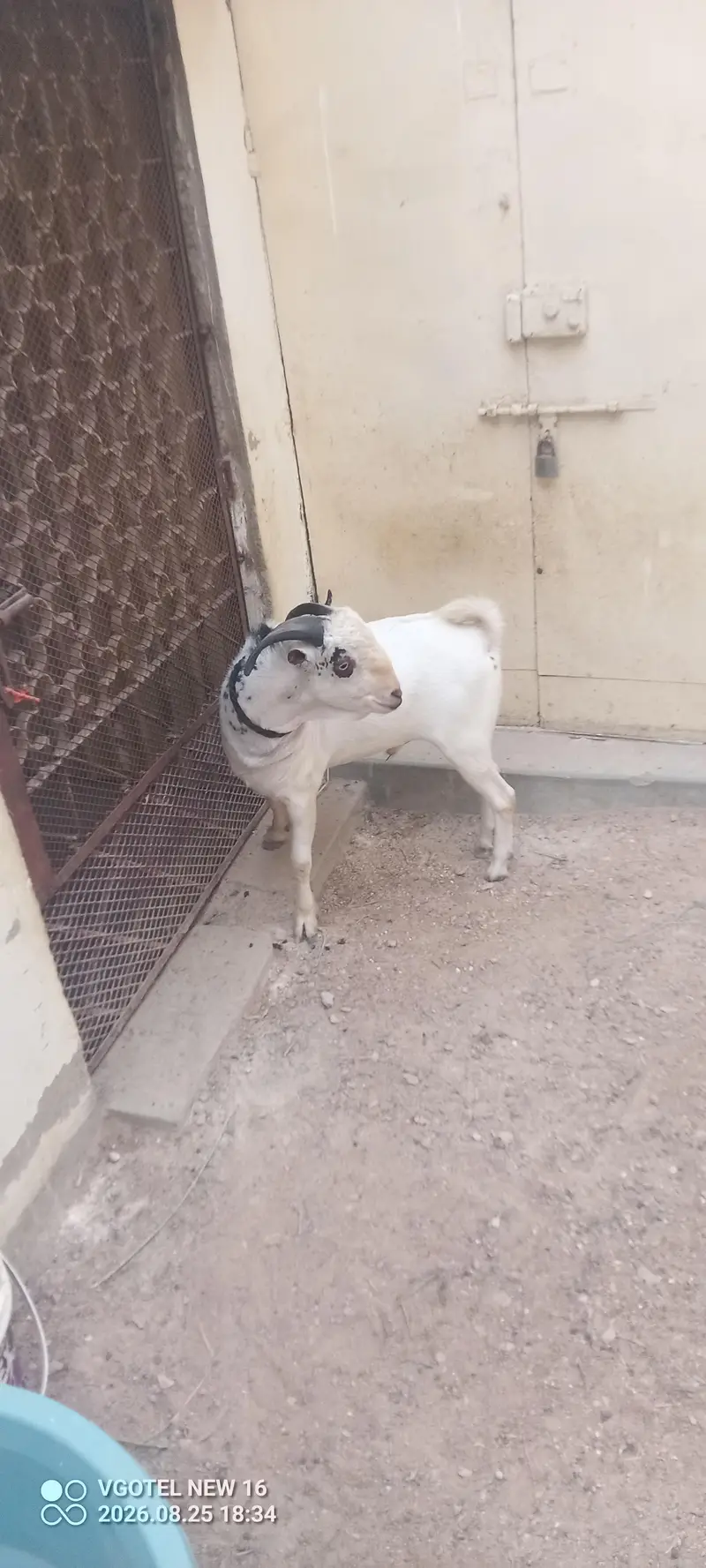 Teddy zero saiz kodu two teeth full active health — photo 12