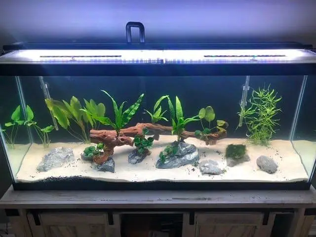 Fish and aquarium Munseeb rates 03268301979 — photo 3
