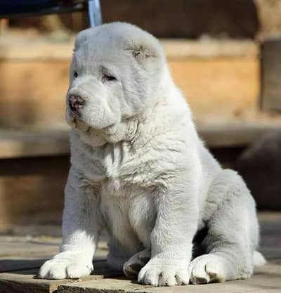 Alabai Puppies Available