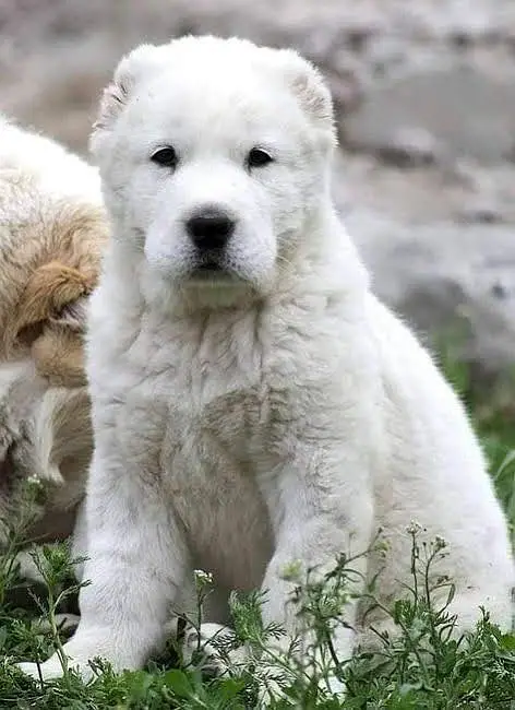Alabai Puppies Available — photo 3