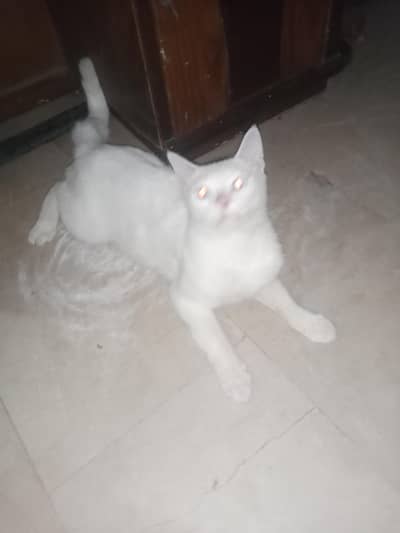 cat for sale