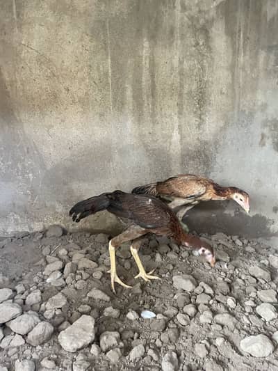 mianwali Aseel pair