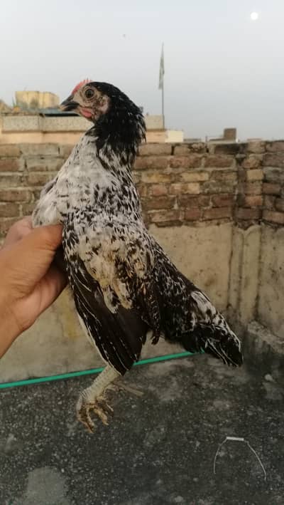 Golden Missri Chicks (0315). (0059632)