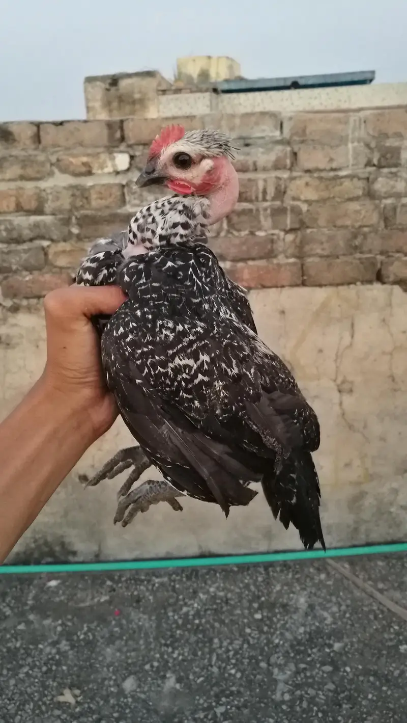 Golden Missri Chicks (0315). (0059632) — photo 4