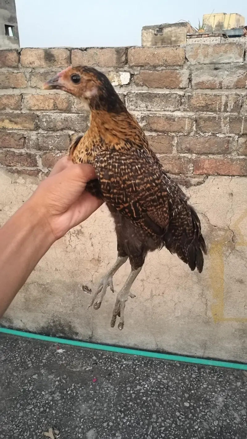 Golden Missri Chicks (0315). (0059632) — photo 5