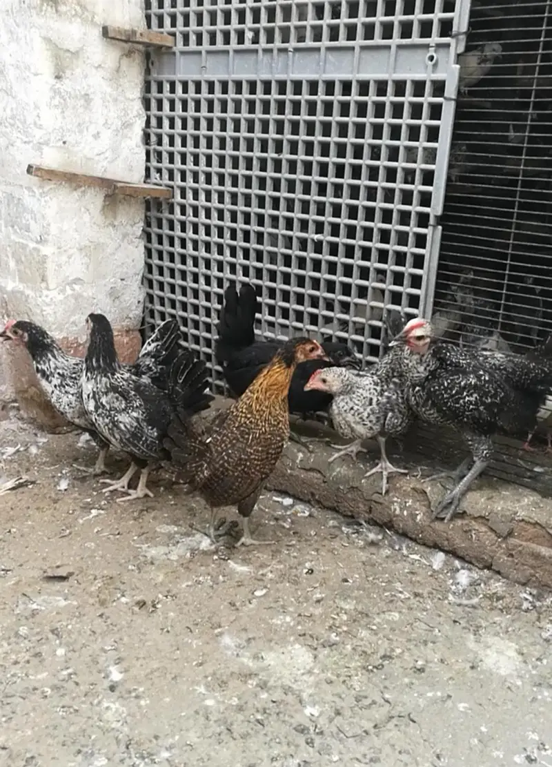 Golden Missri Chicks (0315). (0059632) — photo 7