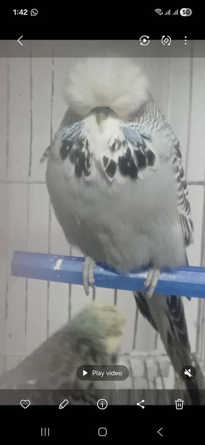 Exibition male for sale 2024Ring