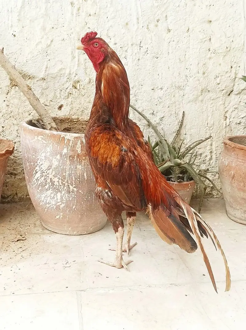 Aseel peela — photo 3
