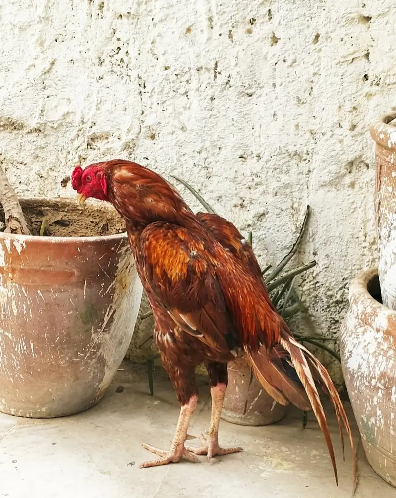 Aseel peela — photo 4