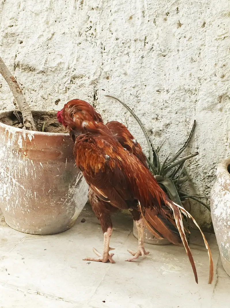 Aseel peela — photo 5